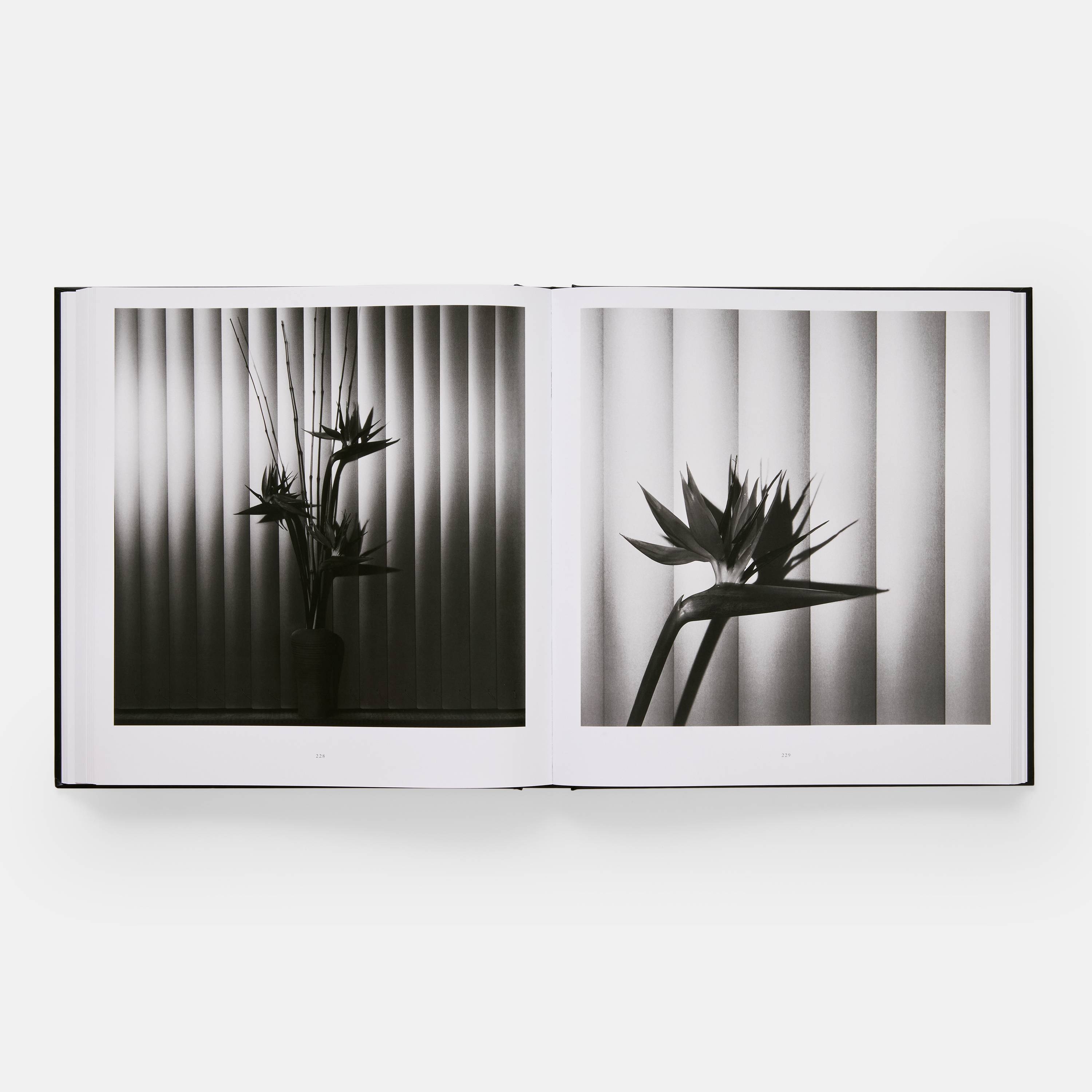 Mapplethorpe Flora - Glassette
