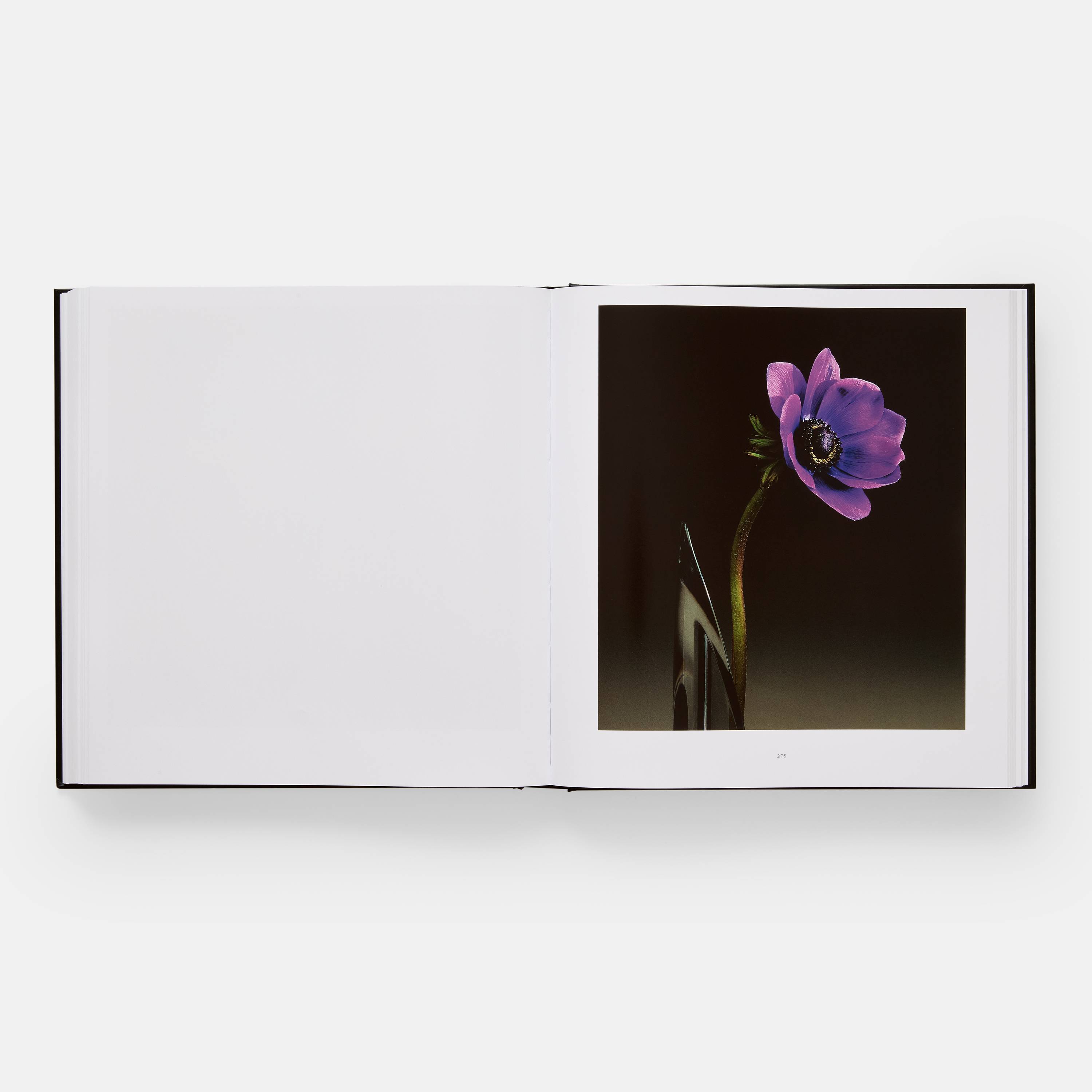 Mapplethorpe Flora - Philadelphia Museum Of Art Store