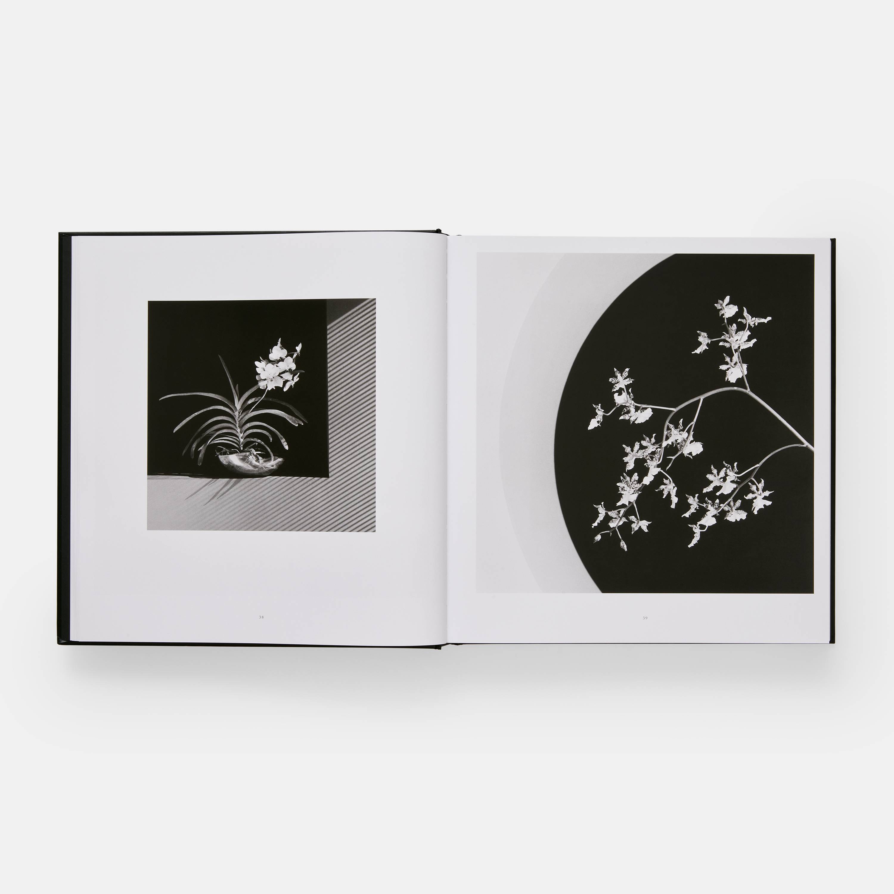 アート・デザイン・音楽 FLORA Mapplethorpe mapplethorpe-flora-the-