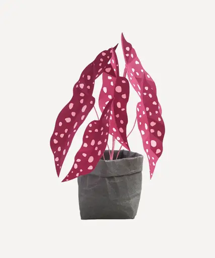 Large Polka Dot Plant - Glassette